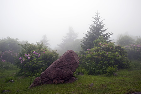 Rhododendron and Boulder at Grayson Highlands State Park, VA
